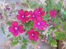 beauty of life