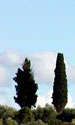 cypresses
