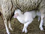 agnello