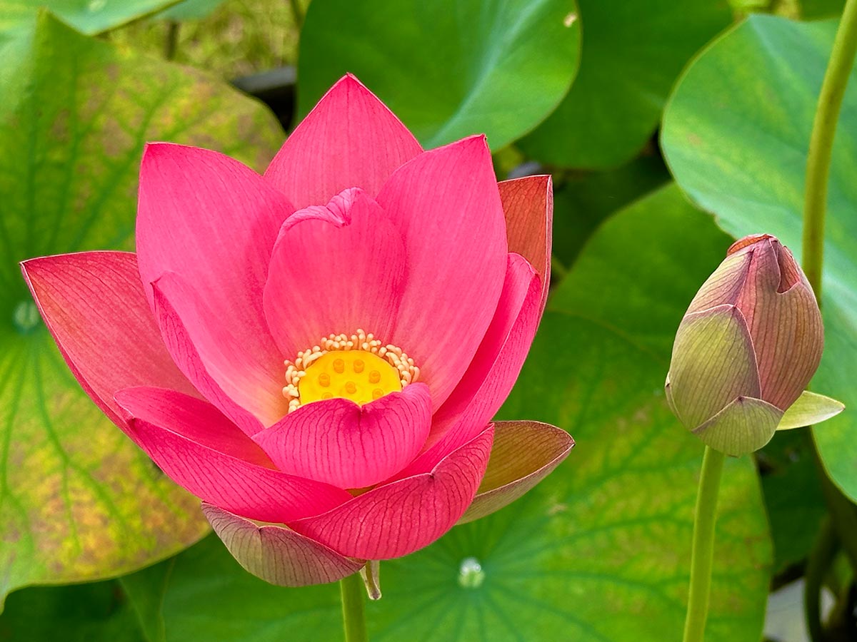 meditation tip